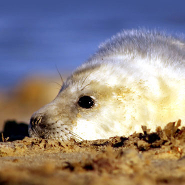 Seal Pups on Blakeney Point, Blakeney Point, North Norfolk Coast | The perfect activity while staying at Deepdale - Take a boat trip to see the seal pups in their natural environment basking on Blakeney Point | trips. pups. blakeney, point, north norfolk coast, seals