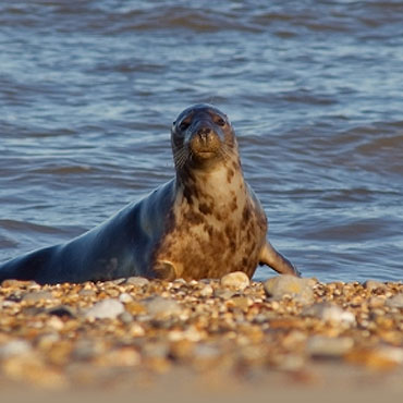 Seal Pups on Blakeney Point, Blakeney Point, North Norfolk Coast | The perfect activity while staying at Deepdale - Take a boat trip to see the seal pups in their natural environment basking on Blakeney Point | trips. pups. blakeney, point, north norfolk coast, seals