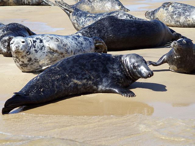 Seal Pups on Blakeney Point, Blakeney Point, North Norfolk Coast | The perfect activity while staying at Deepdale - Take a boat trip to see the seal pups in their natural environment basking on Blakeney Point | trips. pups. blakeney, point, north norfolk coast, seals