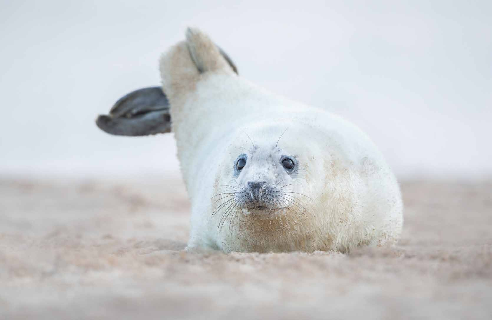 seal